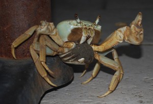 Late night guest for patio dining