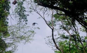 Capuchin monkey mid-leap