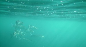 A small school of larger fish as the water deepened a bit