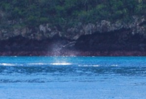 Spinner dolphin high in the air after several revolutions