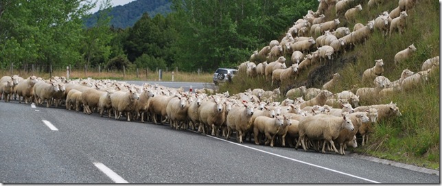 sheep in road