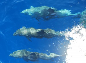 We were surprised at the size of the dolphins
